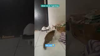 Gara-gara panjang-panjangan ekor kucing berantam #shorts #short