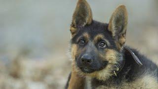 12 Signs Your German Shepherd Sees You as Their Parent