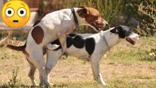 Big dog mating with little Bitch on Way l Dog Eczema Treatment l First time mating with little Dog