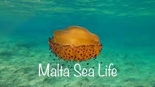 Malta Sea Life