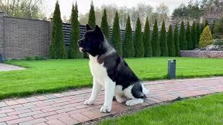 American Akita KIMI One year old Ukraine