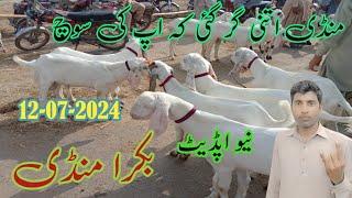 today bakra mandi  update  mandi itni gir gae  ky apki soch  12 -07-2024 