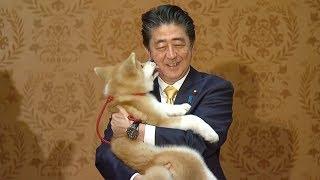 Japans Abe oversees puppy handover to Russian Olympic champion