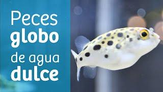 Pez globo de agua dulce · Variedades y comportamiento 