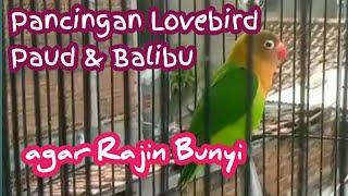 Pancingan  Masteran Lovebird Paud dan Balibu agar Rajin Bunyi dan Ngekek