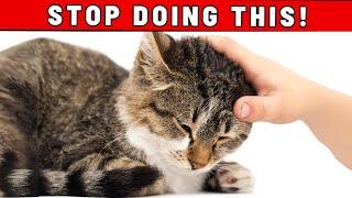 WARNING You Need to Know This Before Stroking Your Cats Head YOULL BE SURPRISED