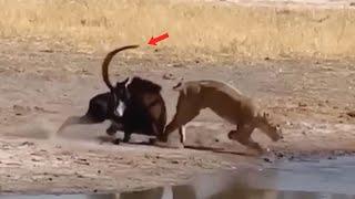 SABLE ANTELOPE FIGHTS LIONESS TO SURVIVE