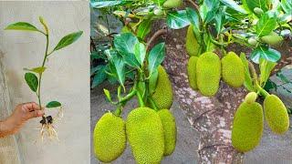 Great Technique For Grafting Jackfruit Tree With Aloe Vera how to growing jackfruit tree many fruit