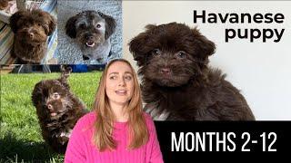 Our 1st year with our Havanese puppy