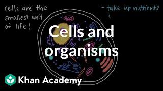 Cells and Organisms  Middle school biology  Khan Academy