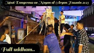 Most Dangerous Ox NOYAN of Aryan Hussain unloading video 2023  @PETSDEEWANGI