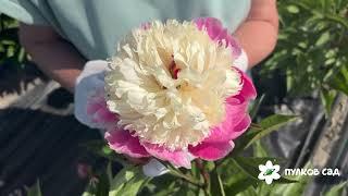 Peach Glow peony. Пич Глоу пион. Пулков сад