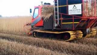 Reed Harvesting Roosma Rietdekkers holland