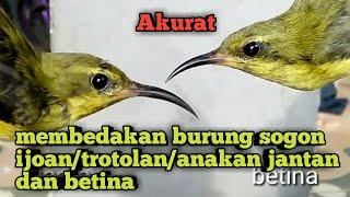 Perbedaan Sogok Ontong Anakan Jantan Dan Betina