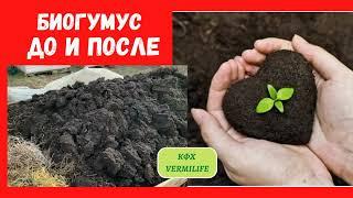 Биогумус до и после. Получение биогумуса из навоза  и других растительных отходов при помощи червей.