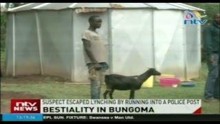 Man arrested in Bungoma for engaging in bestiality