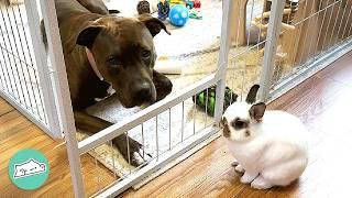 Pitbull Meets A Bunny For The First Time And Falls In Love  Cuddle Buddies