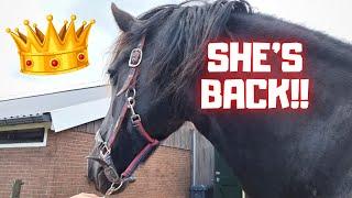 Yes QueenUniek is back  Chip the foals  Dieuwke obsessed  Friesian Horses