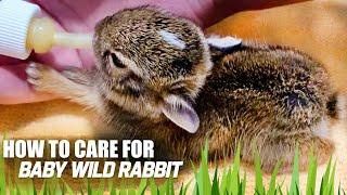 How I Cared For Baby Cottontail - Things to know