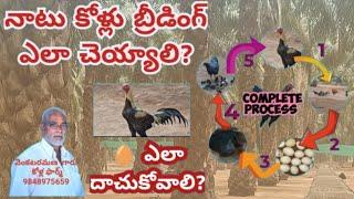 Complete Breeding cycle  Breeding  naatu kollu  chicks  Kodi cocks #venkataramanagaarukollafarm