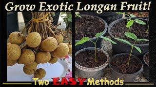 Grow Exotic Longan Seeds - 2 EASY Methods