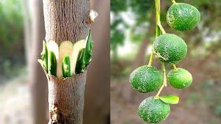 Orange Grafting Techniques 100%Success  How To Graft Citrus Tree Easy grafting  Bud Grafting
