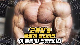 근육량을 빠르게 늘리고 싶다면 데드리프트가 직빵입니다 에디홀 데드리프트