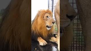 Rescued LION BROTHERS Load in the Rain #wildlife #cat #animals