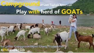 3TsCamp&Cook La Colline Campground - play with herd of goats birds Thai BBQ