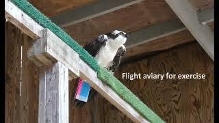 Osprey release