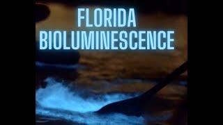 Heres Why Florida Bioluminescence Tours are the Most Magical Thing to Do in Florida Right Now