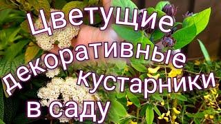 Цветущие декоративные кустарники в саду Яркие весенние краски в саду