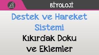 İnsan Fizyolojisi - Destek ve Hareket Sistemi  Kıkırdak Doku ve Eklemler