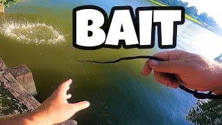 Catching Gar Bait with a 3ft Cast Net