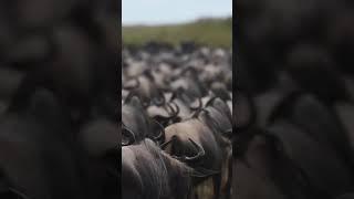 wildebeests migration in Serengeti National Park 2