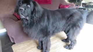 Giant Newfoundland dog demands to see Peter Pan 1080p