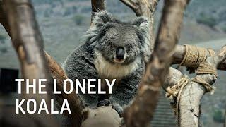 The Lonely Koala - Turkish Cargo