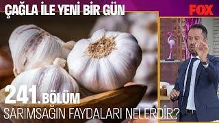 Sarımsağın faydaları nelerdir? Çağla ile Yeni Bir Gün 241. Bölüm