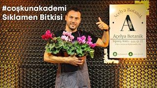 #CoşkunAkademi  Sıklamen Cyclamen coum Bakımı Nasıl Yapılır?  Çiçek açmadı sorunu ne?