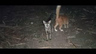 Kucing bambu di malam hari