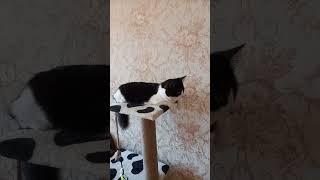 Кошка играет с веревкой