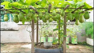Great secret to growing chayote lots of fruit but low cost