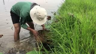 Lucky Founding Fishing Wilds Betta Fish And Betta Fish In Canal