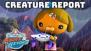 Octonauts Above & Beyond - Desert Flooding  Creature Report  Compilation  @OctonautsandFriends