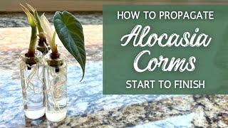 Step-By-Step BEST Way to Propagate Alocasia from Corms  Propagating Alocasia Bulbs Corms