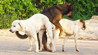 Awesome Smart Rural Dogs  Dog Meeting for the Summer Season in Village Very fast  Pets Life  #51