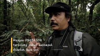 Seperti Harimau Jawa harusnya Harimau Bali juga masih ada jika dilihat habitat alam nya seperti ini