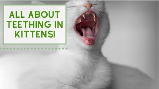 All About TEETHING in Kittens