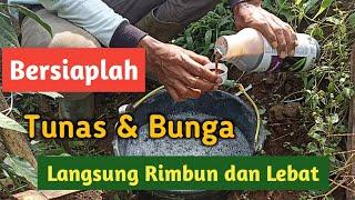 Wajib Coba  Asam Amino Untuk Cabe  Cara dan Dosis Spray Pada Tanaman Cabe