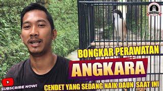 VLOG  BONGKAR PERAWATAN CENDET ANGKARA